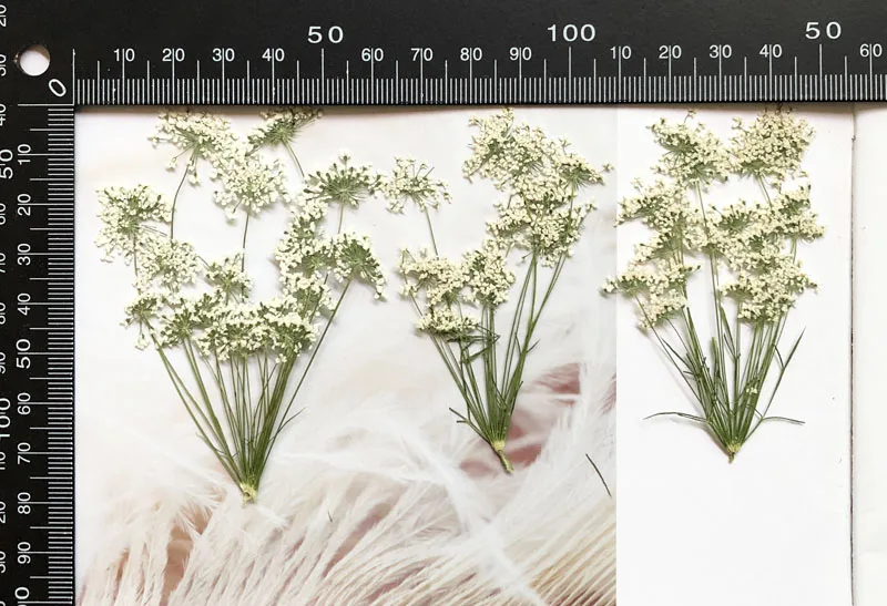 5-7cm/12個、枝付き雪の小さな花、ドライフラワーエンボ - Baby Nursery Mobile のレビューと価格